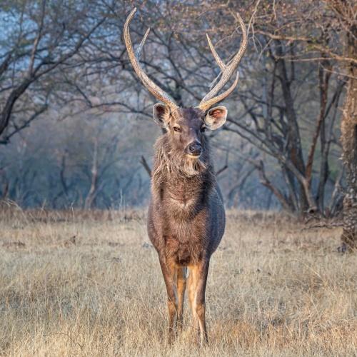 Ranthambore Nationaal Park, Sambarhert