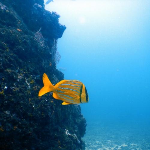 Snorkelen bij Caño Island