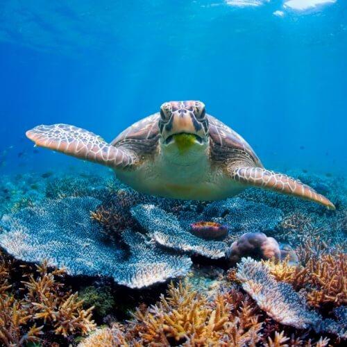 Zanzibar, zeeschildpad