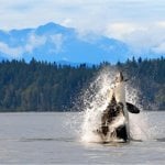 Inside Passage orka