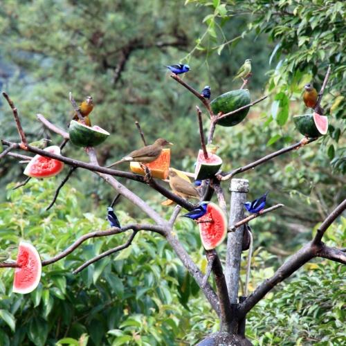 Vogels in Nationaal park Volcán Arenal