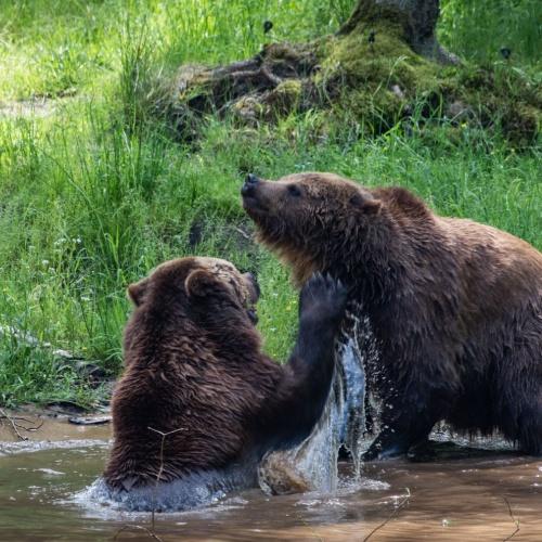 Bruine beren in Guaja Nationaal Park, Letland 