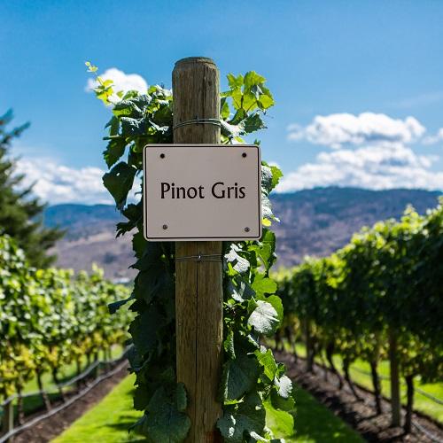 Wijngaarde in Okanagan Valley