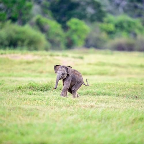 Olifantje in Serengeti, Tanzania