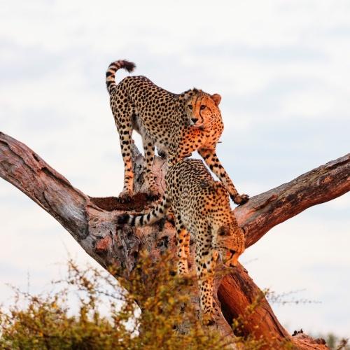 Cheetahs, Kruger Nationaal Park (Hazyview)