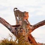 Cheetahs, Kruger Nationaal Park (Hazyview)