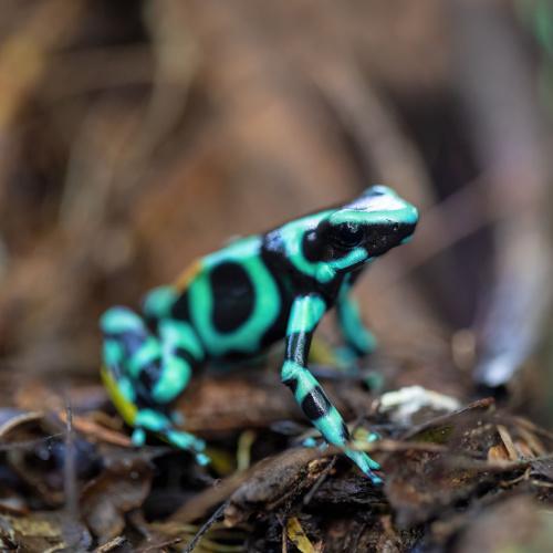 La Fortuna