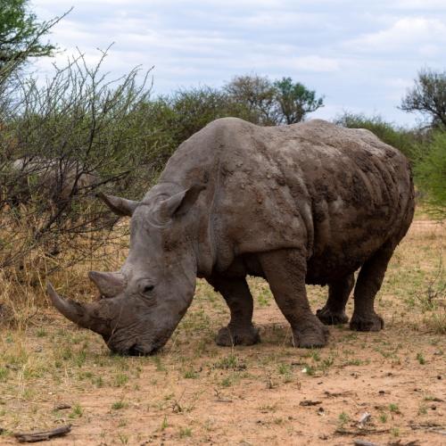 Neushoorn in Waterberg Plateau Nationaal Park