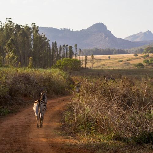 Zebra in Mlilwane Wildlife Sanctuary