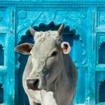 Orchha