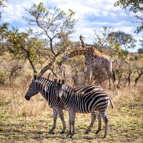 Zebra's en giraffen in Kruger Nationaal Park