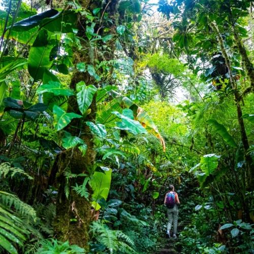 Monteverde