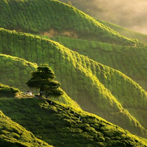 Cameron Highlands, zonsopgang