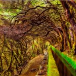 Levada wandeling door Laurisilva
