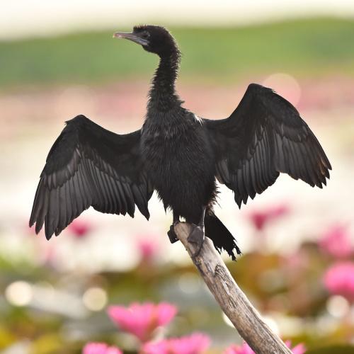 Vogel Talay Noi
