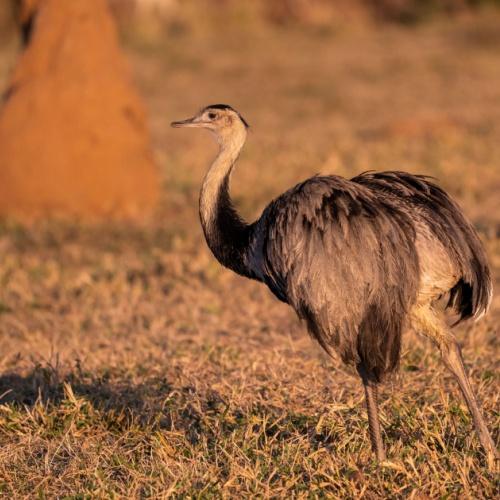 De savanne van Mato Grosso do Sul