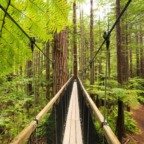 Wandeling Redwoods Treewalk