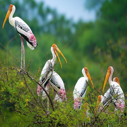 Vogels in keoladeo nationaal park