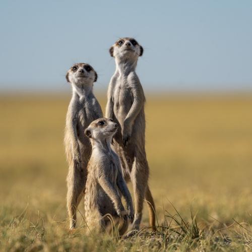 Stofstaartjes in Makgadikgadi Pans 