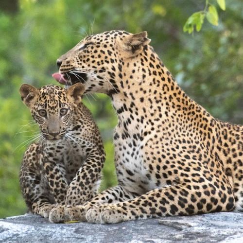 Yala Nationaal Park