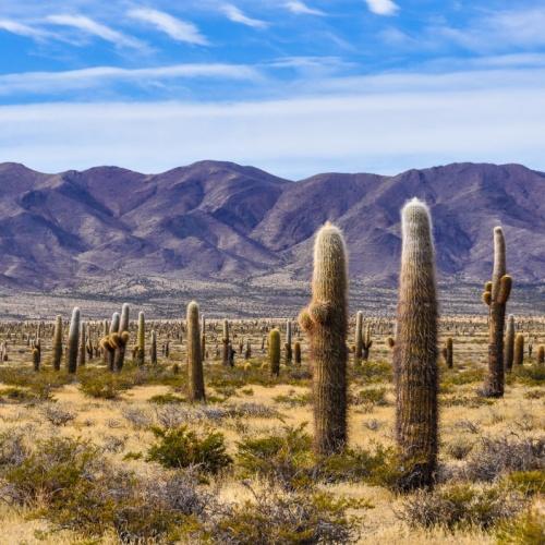 Reusachtige cactussen in Nationaal Park Los Cardones