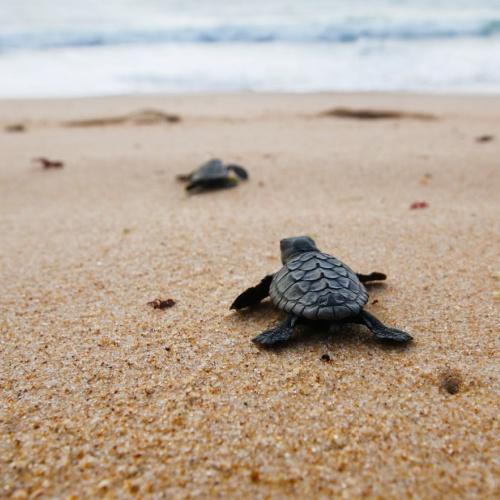 Cherating, babyschildpad