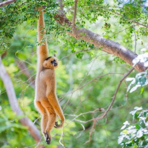 Sabah, Gibbon