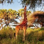 Giraffe in Samburu Nationaal Park, Kenia