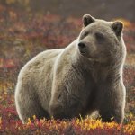 Denali Nationaal Park
