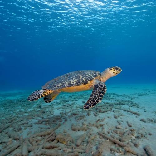 Zeeschildpad