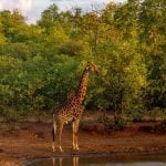 Giraffe in Kruger (Hoedspruit)