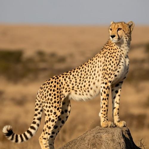 Cheetah in Serengeti, Tanzania
