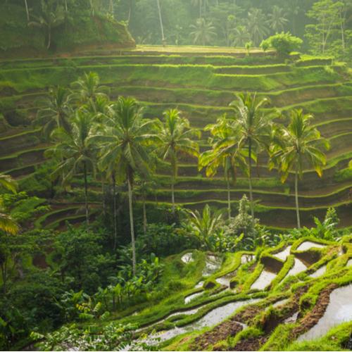 Rijstvelden Ubud