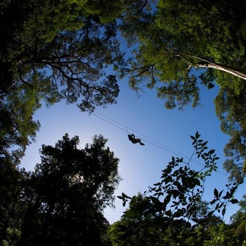 Tsitsikamma Canopy Tour