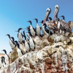 Ballestas eilanden Chili