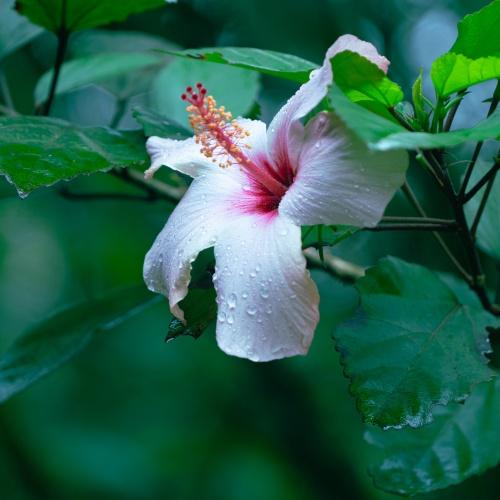 Flor de Jamaica