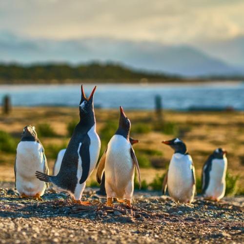Pinguïns in Ushuaia