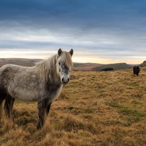 Dartmoor Nationaal Park, pony
