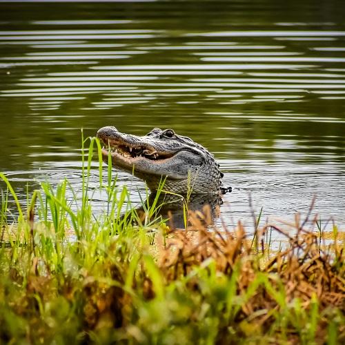Alligator in de Mississippi-rivier