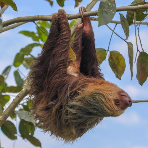 Luiaard in Cahuita National Park