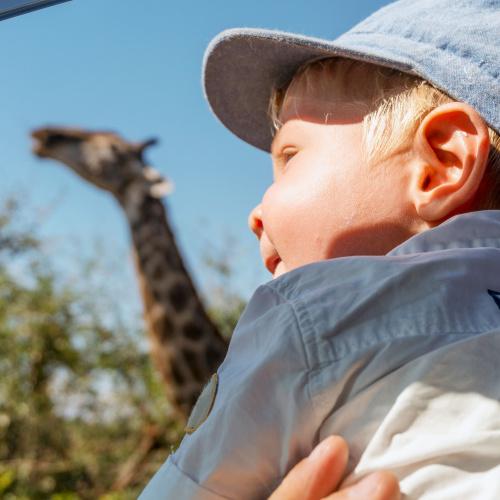 Safari