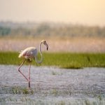 Flamingo in St. Lucia