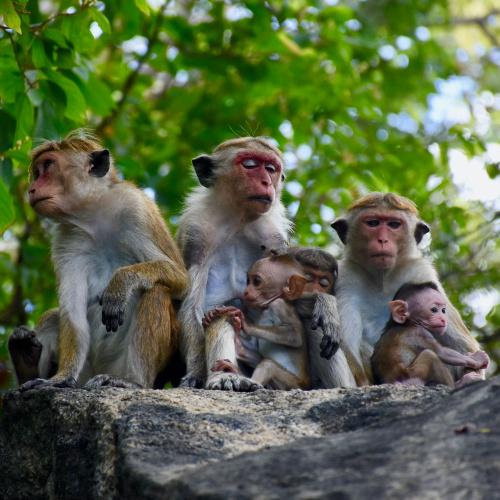 Apenfamilie in Dambulla
