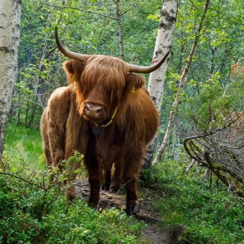 Folgefonna National Park