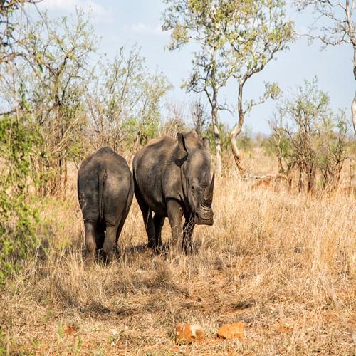 Neushoorns in Krugerpark