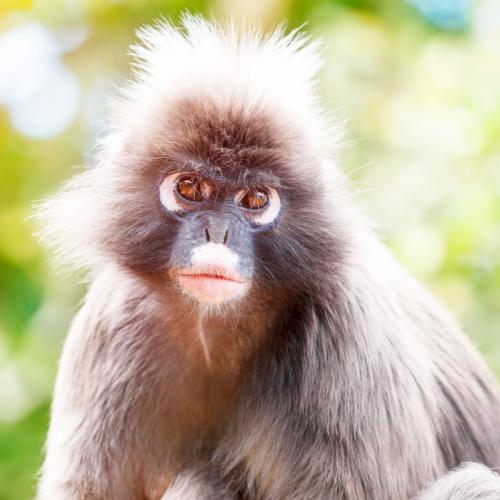 Monkeyland