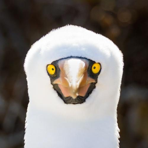 Nazca booby