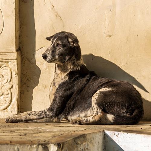 Hond op straat in Delhi