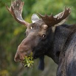 Stier-elanden, Rocky Mountain Nationaal Park
