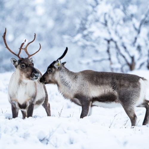 Rendieren in de sneeuw